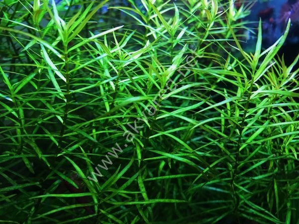 Ludwigia arcuata IN VITRO CUP