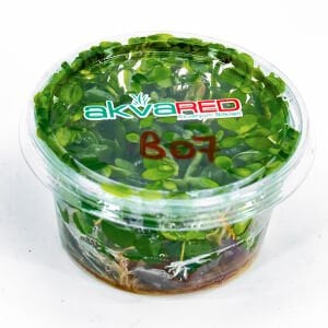 Bacopa madagascariensis IN VITRO CUP