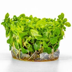 Bacopa madagascariensis IN VITRO CUP