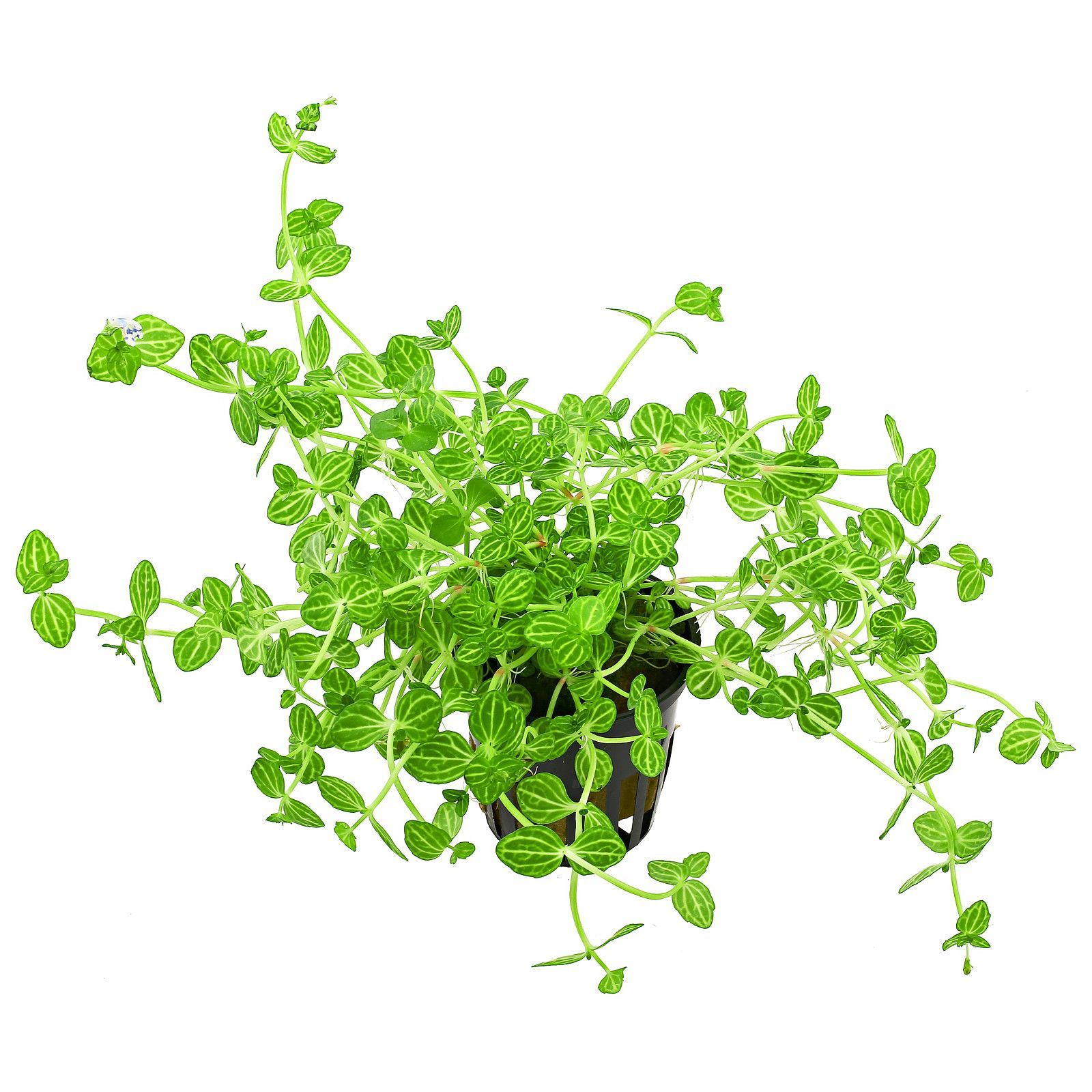 Lindernia rotundifolia aurea İTHAL BUKET