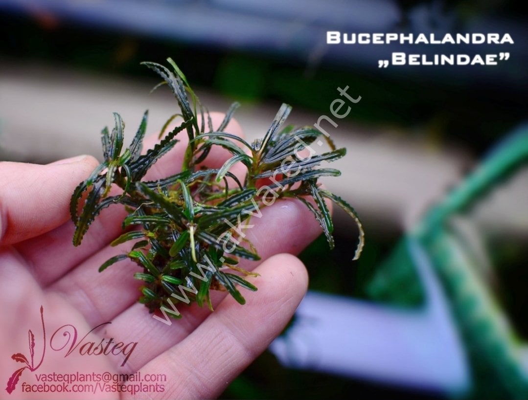 Bucephalandra belindae PORSİYON 10X10CM
