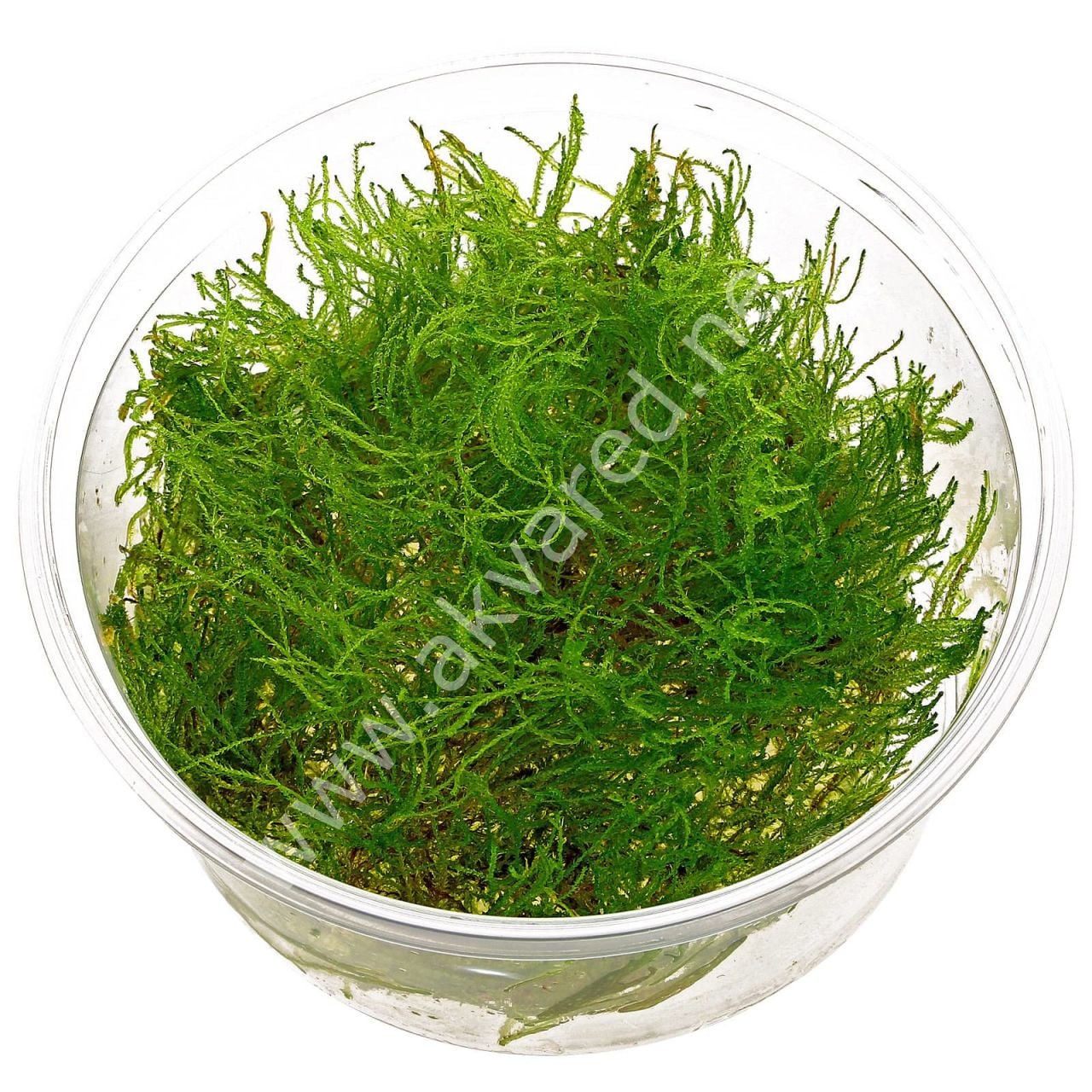 Taxiphyllum alternans - Taiwan Moss 5 gr.