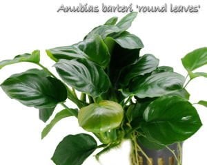 Anubias barteri round leaves (golden coin) ADET