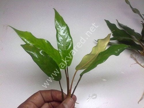 Anubias minima ADET