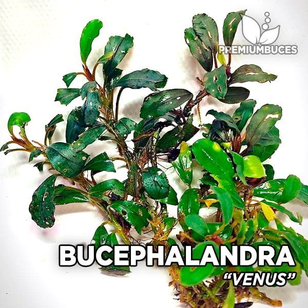 Bucephalandra venus 10x10 CM PORSİYON