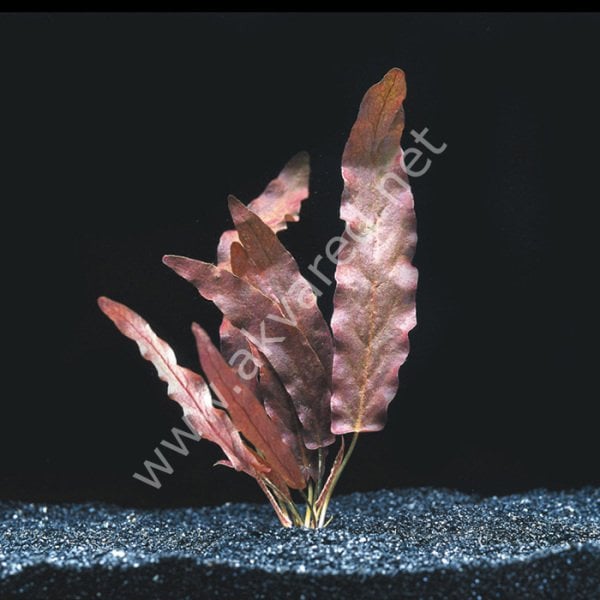 Barclaya longifolia (Yumru) ADET