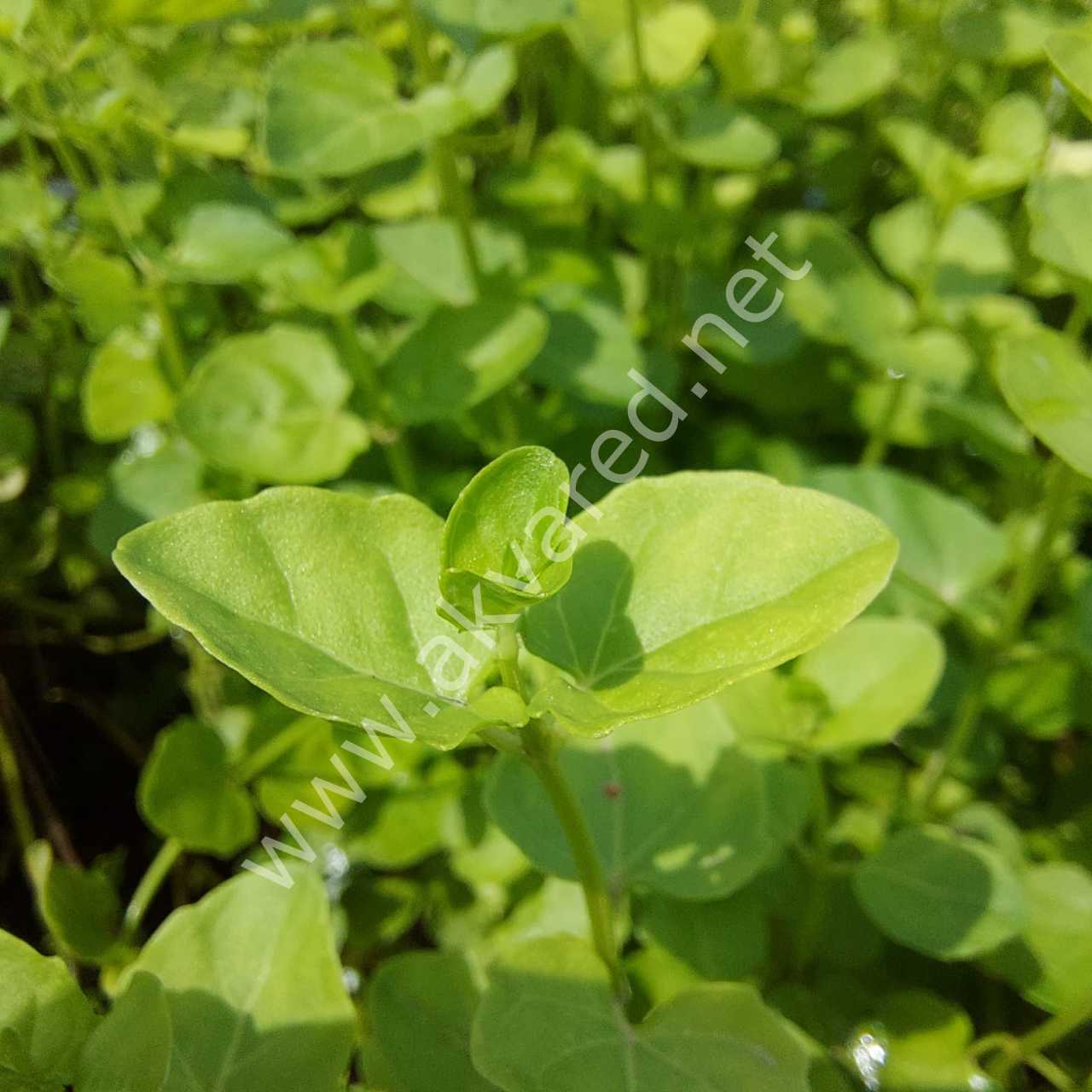 Cardamine lyrata İTHAL BUKET
