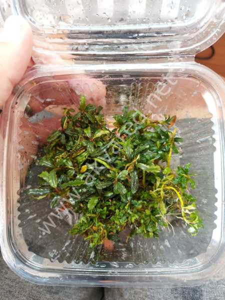 Bucephalandra angel tears 10x10cm PORSİYON