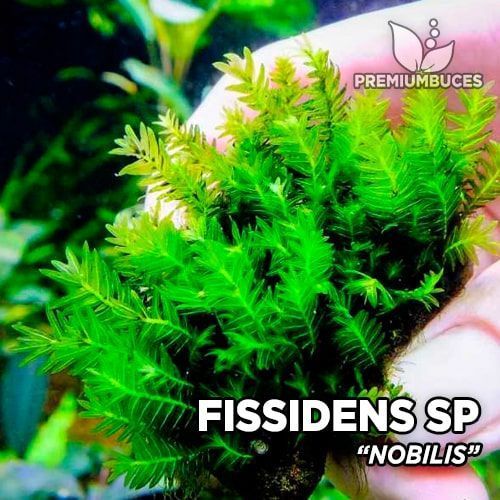Fissidens sp. Nobilis Moss 5 gram ÖN SİPARİŞ