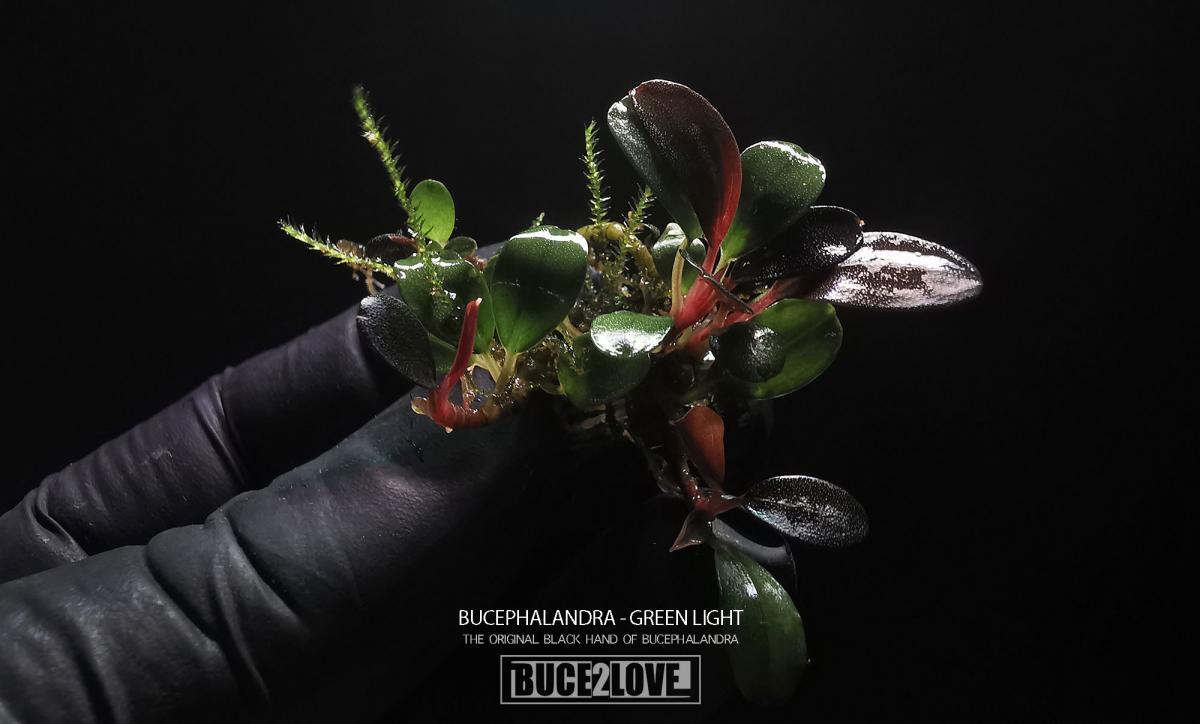 Bucephalandra light green 10x10cm PORSIYON