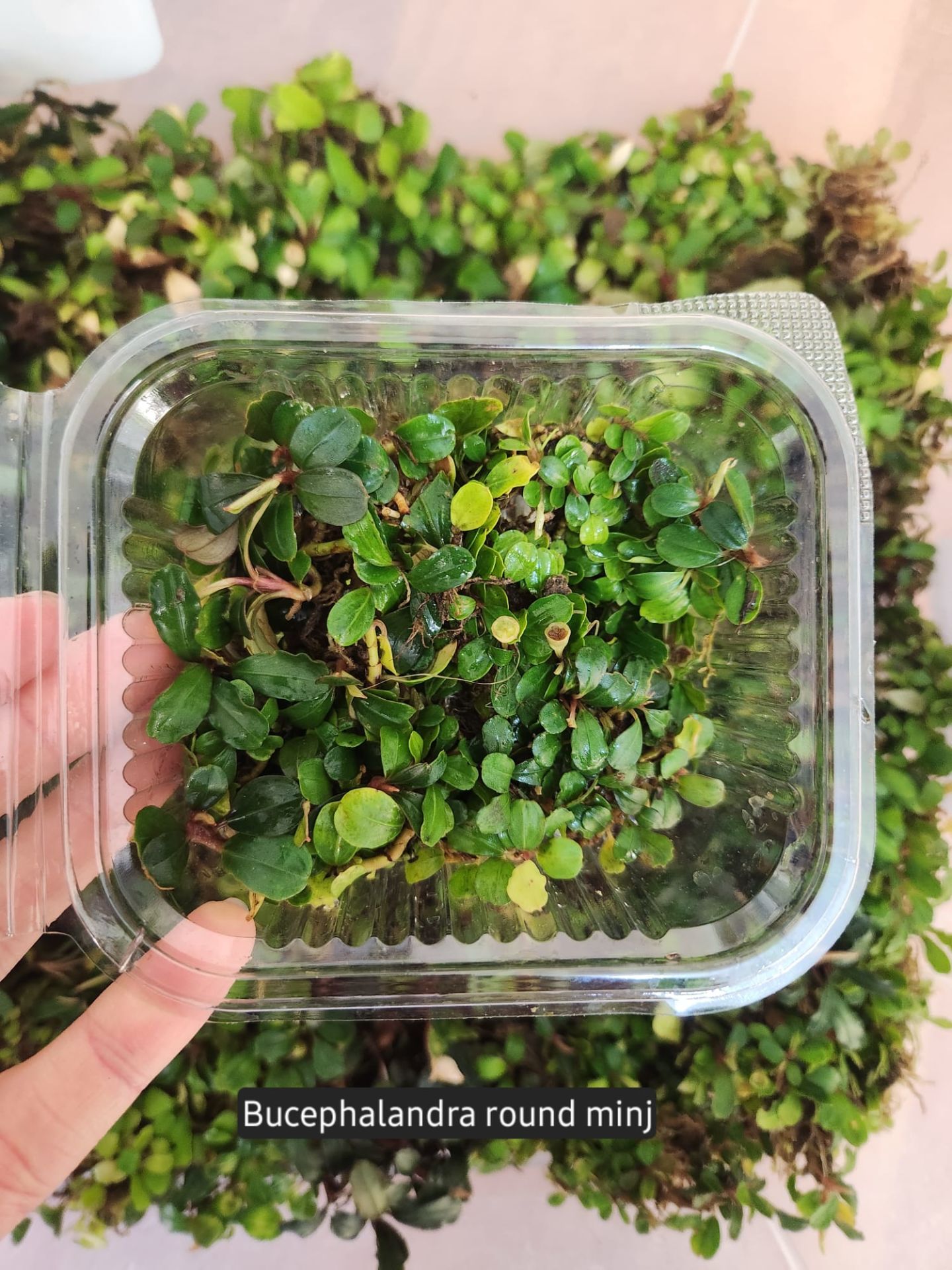 Bucephalandra mini round 10X10CM PORSİYON