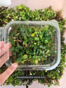 Bucephalandra mini round 10X10CM PORSİYON