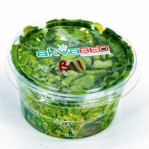 Bacopa amplexicaulis IN VITRO CUP