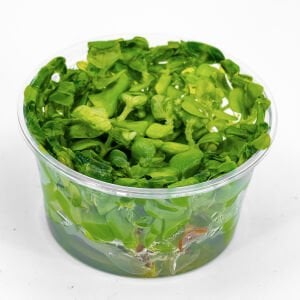 Bacopa amplexicaulis IN VITRO CUP