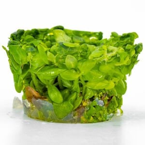 Bacopa amplexicaulis IN VITRO CUP