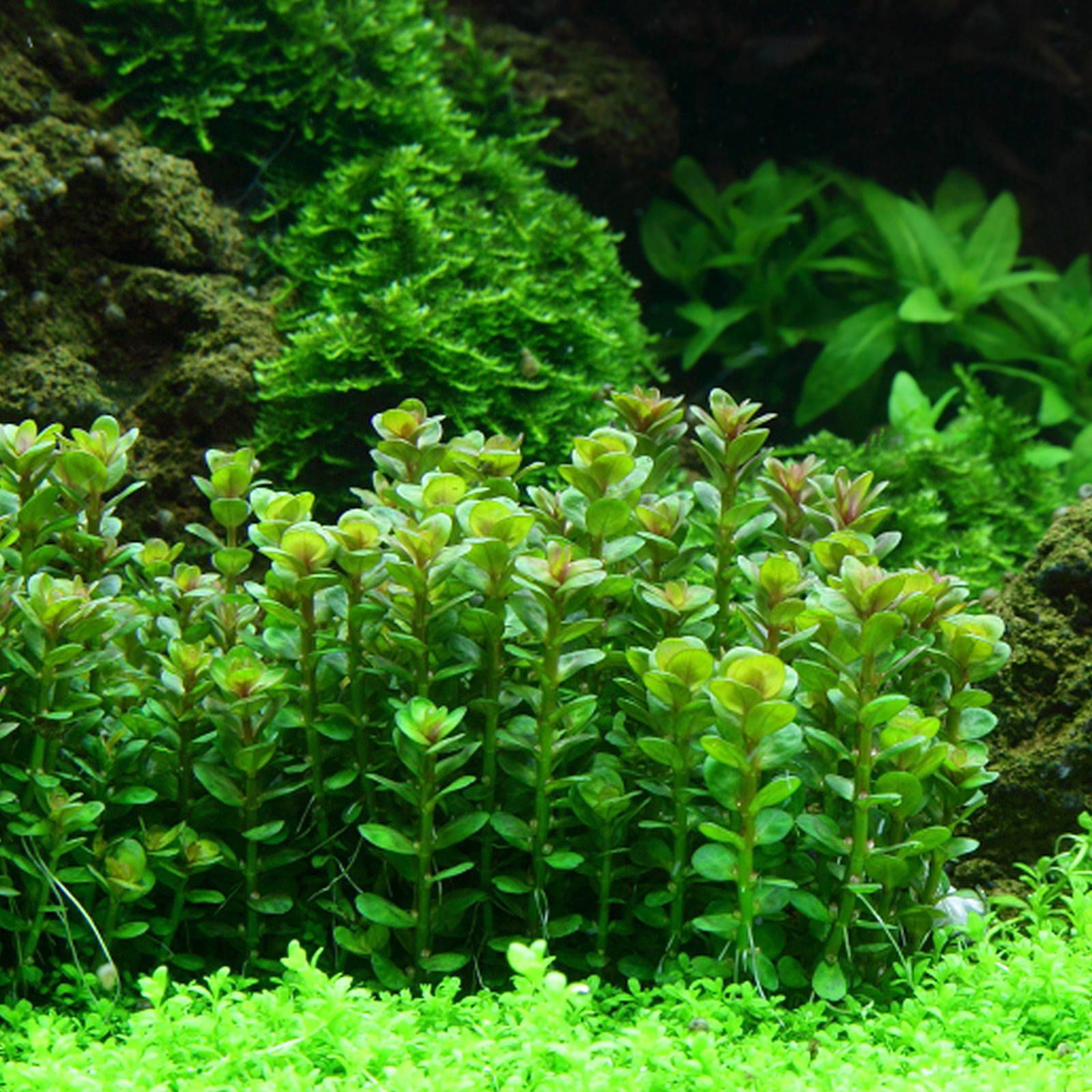 Ammannia / Rotala bonsai green İTHAL BUKET