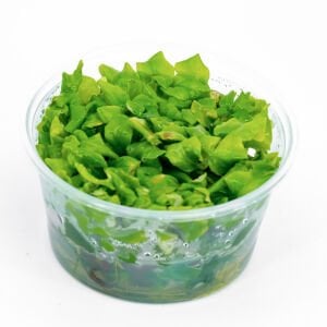 Hygrophila difformis (Çınar) IN VITRO CUP