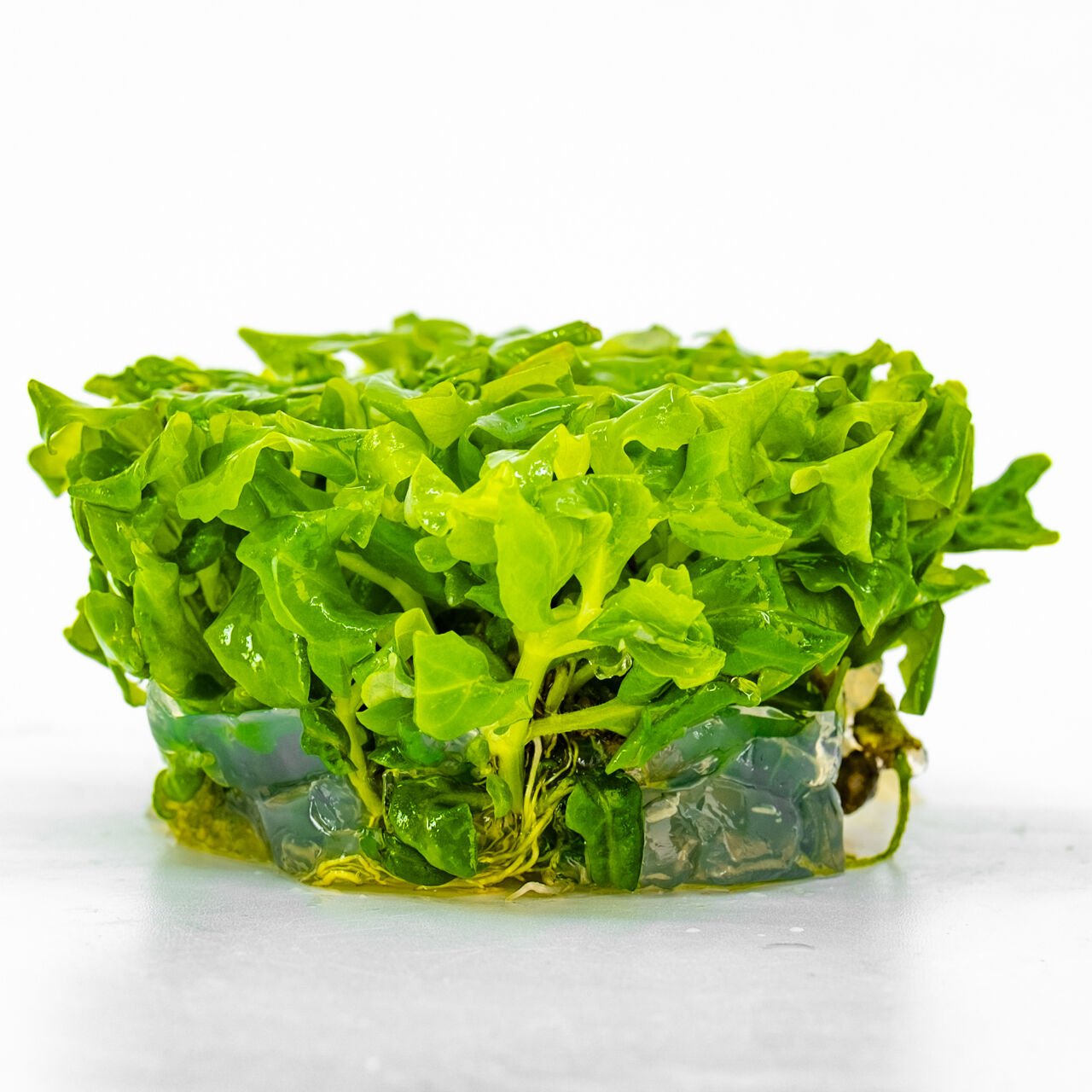 Hygrophila difformis (Çınar) IN VITRO CUP