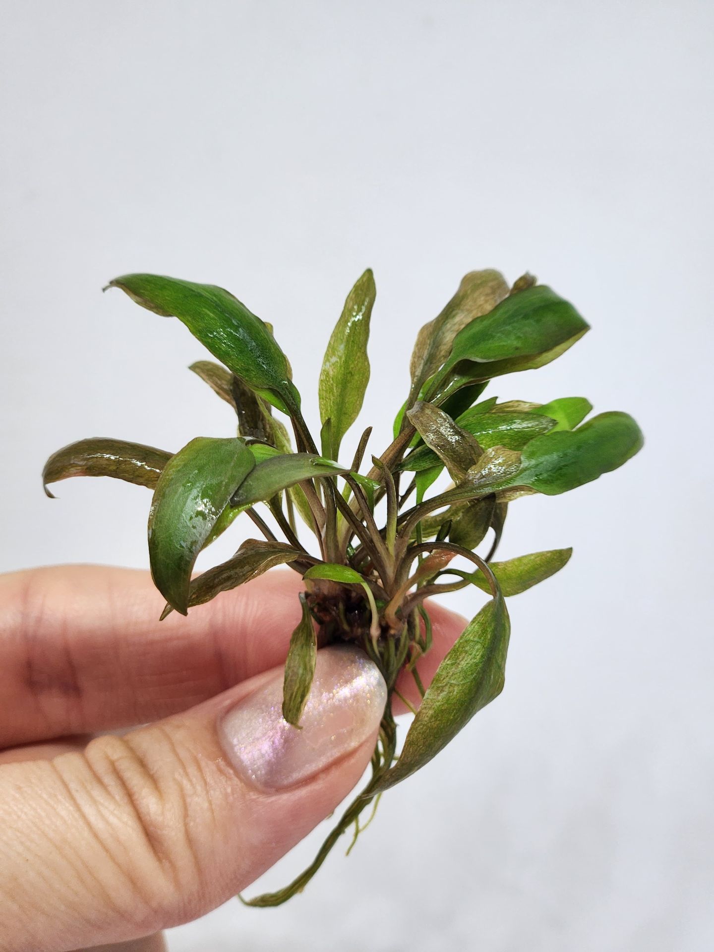 Cryptocoryne tonkinensis EXVITRO
