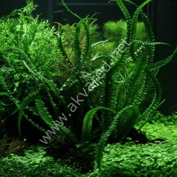 Crinum natans (Soğan) ADET