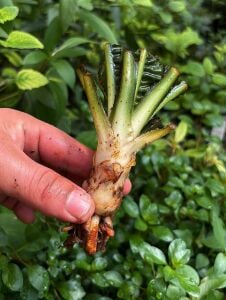 Crinum natans (Soğan) ADET