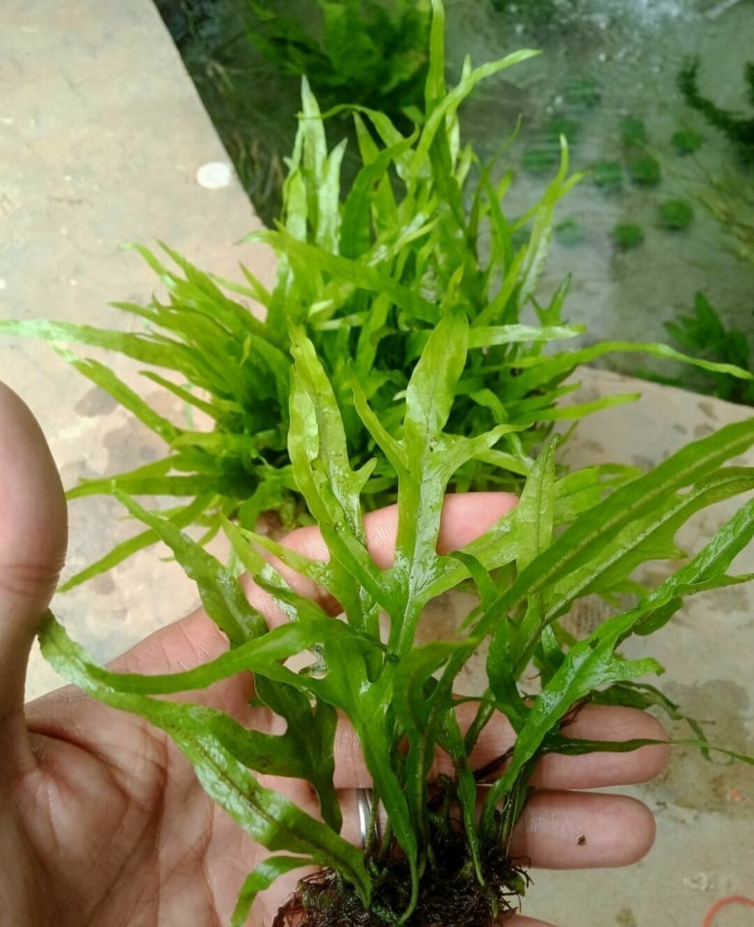 Microsorum pteropus narrow mini İTHAL BUKET