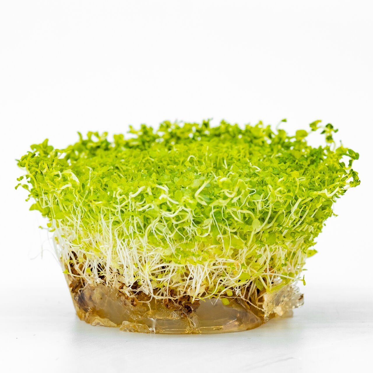 Lysimachia nummularia green IN VITRO CUP