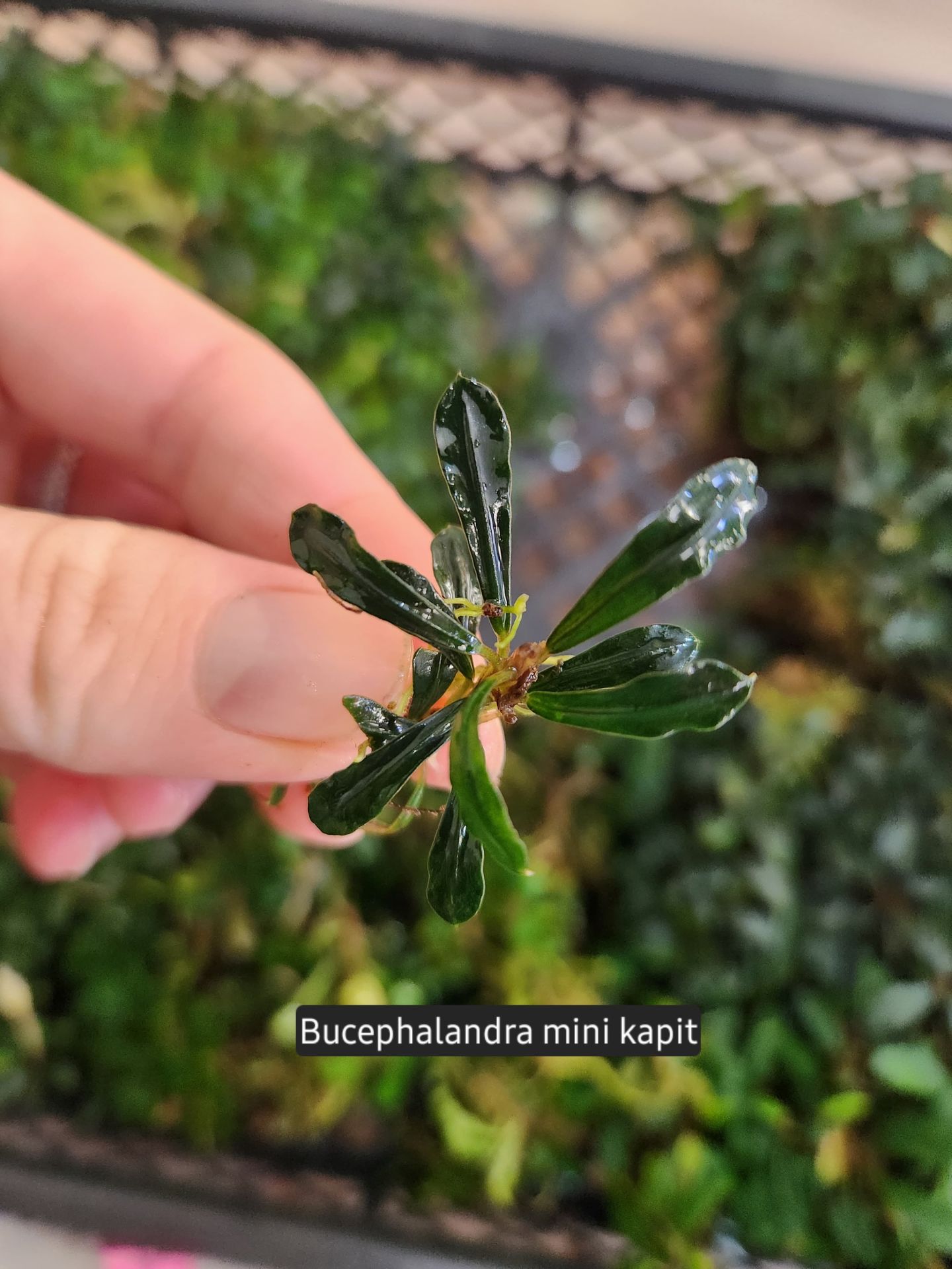 Bucephalandra mini kapit ADET