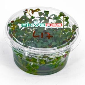 Ludwigia palustris red IN VITRO CUP