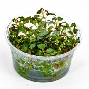 Ludwigia palustris red IN VITRO CUP