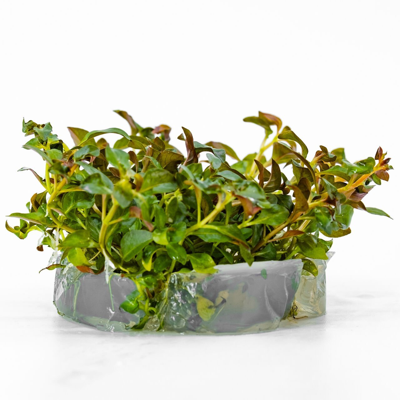 Ludwigia palustris red IN VITRO CUP