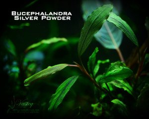Bucephalandra silver powder ADET