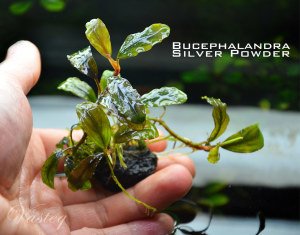 Bucephalandra silver powder ADET