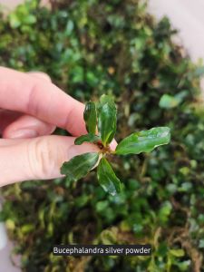 Bucephalandra silver powder ADET
