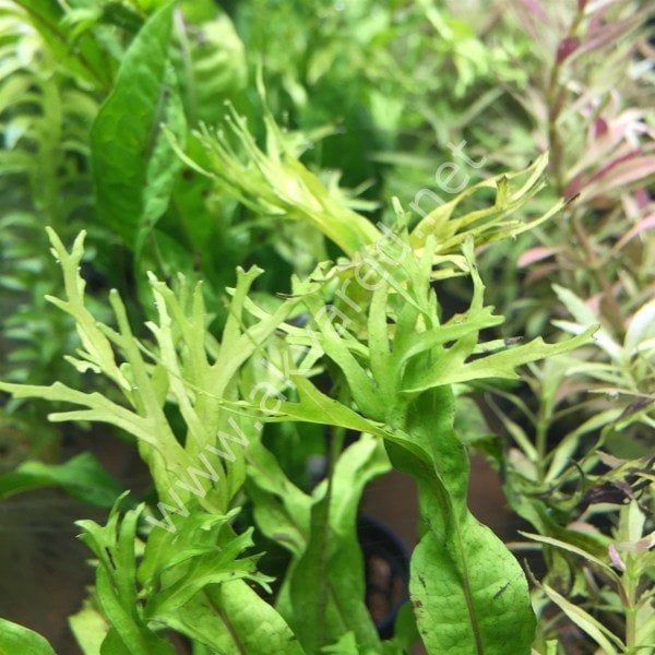 Microsorum pteropus windelov (Windelov Fern) İTHAL BUKET