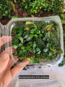 Bucephalandra mini ambulau 10X10CM PORSİYON