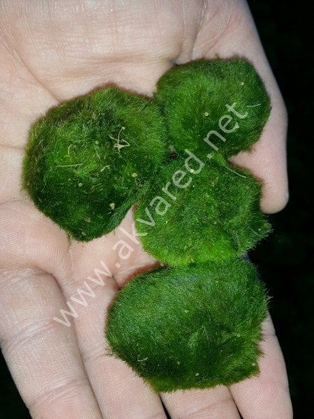 Marimo Moss Ball 5-7 CM 10\'LU PAKET