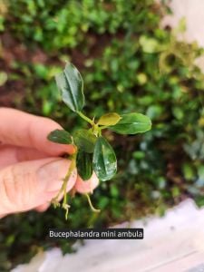 Bucephalandra mini ambulau ADET