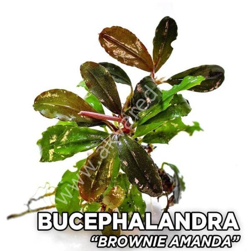 Bucephalandra brownie amanda PORSİYON 10X10CM