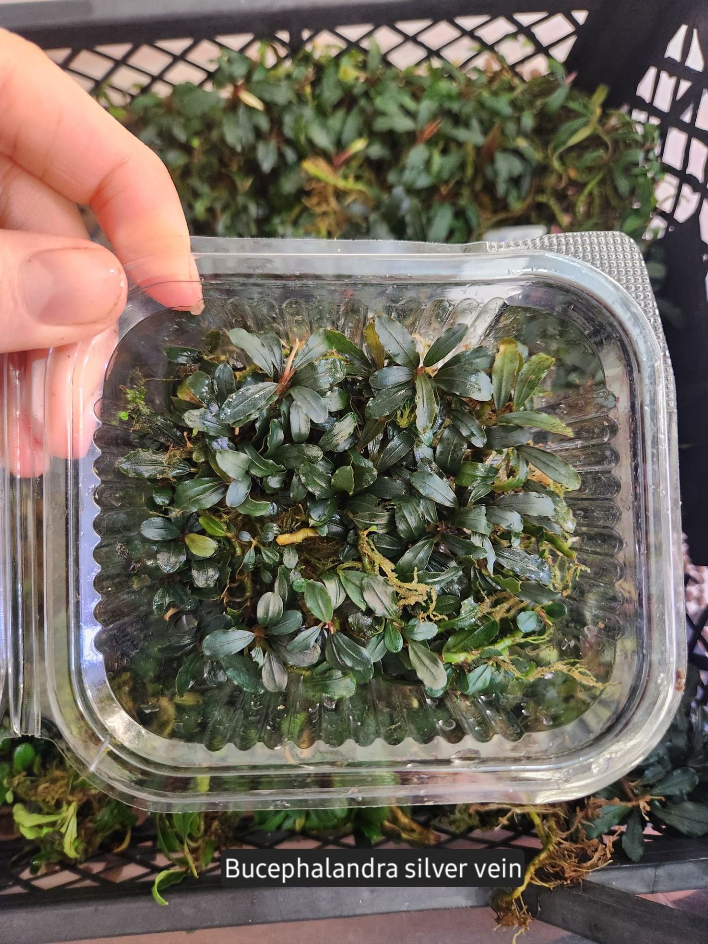 Bucephalandra silver vein 10X10 PORSİYON