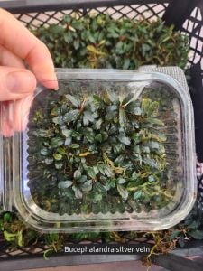 Bucephalandra silver vein 10X10 PORSİYON