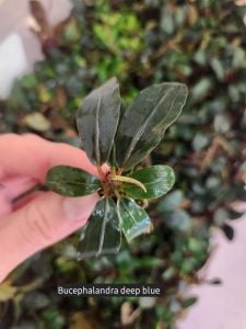Bucephalandra deep blue ADET