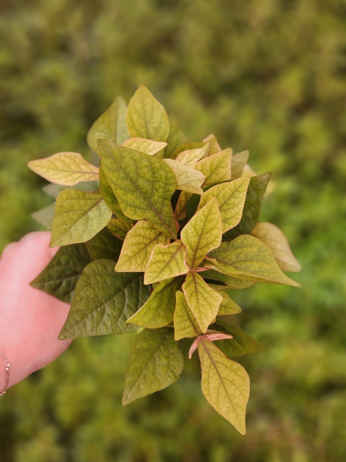 Hygrophila sp red SAKSI