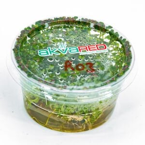 Rotala bossi IN VITRO CUP