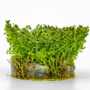 Rotala bossi IN VITRO CUP
