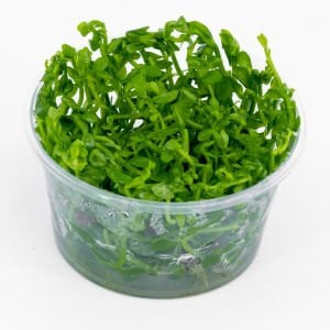 Bacopa compact IN VITRO CUP