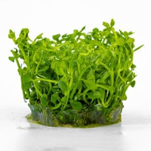 Bacopa compact IN VITRO CUP