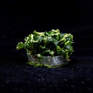 Bucephalandra bukit kelam IN VITRO CUP