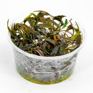 Cryptocoryne nurii IN VITRO CUP