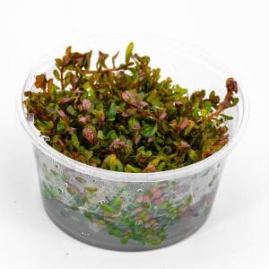 Rotala florida IN VITRO CUP